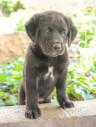 View all bernedoodle bernedoodle puppies bernedoodle puppy bernese mountain dog standard poodle. Rayna Bernese Mountain Dog Lab Mix Puppy For Sale In Blain Pa Happy Valentines Day Happyvalentinesday2016i