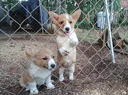 First 4 pictures are the boys and last picture is the girl. Virginia Corgis Puppies For Sale Please Contact Our Facebook