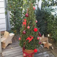 Zuckerhutfichte Kegelformiger Miniaturbaum Zuckerhutfichte Diy Weihnachtsdekoration Baumdeko