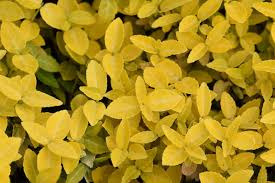 Image result for Euonymus fortunei