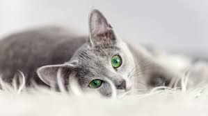 If you see a black cat in your dream that goes along with a major decision or transition in your life, make sure to go with your first instinct. Black Cat Dream Meaning When You See Black Cats In Your Dream