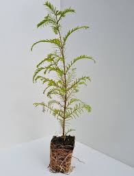 Metasequoia Glyptostroboides Dawn Redwood