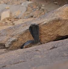 Image result for Najas horrida