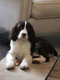 Black And White Short Hair English Springer Spaniel Pin By Chuck Dobson On English Springer Spaniel Springer Spaniel Springer Puppies English Springer Spaniel