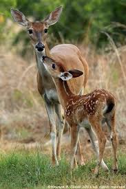 Whitetail Doe And Fawn Bebek Geyik Vahsi Hayvanlar Hayvanlar