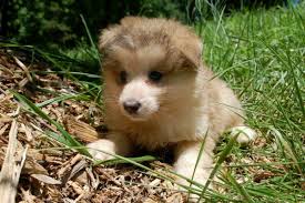 Wolf Hybrid Puppies In Oklahoma Wolf Hybrid Puppies For Sale Wolf Hybrid Wolf Hybrid Puppies Wolf Hybrid Puppies