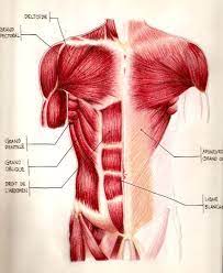 Start studying muscles of the arm and torso. Anatomy Torso Muscles By Headmaze On Deviantart Anatomy Torso Torso Muscles Torso