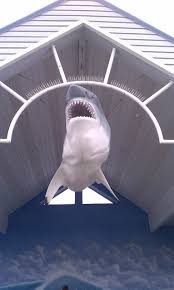 But there are many other points of interest around crescent city listed on vrbo where you can find your place to stay. Shark California Travel Road Trips Crescent City California West Coast Road Trip