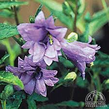 Campanula Trachelium Bernice Plants Perennials Campanula