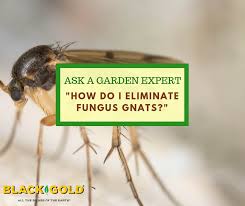 Sciarid flies (aka fungus gnats) can be a real pest for indoor gardeners. Black Gold How Do I Eliminate Fungus Gnats