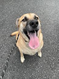 Berkeley Animal Center added a...