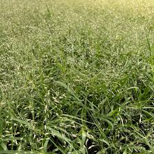Image result for Eragrostis paradoxa
