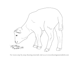 55 results for how to draw 101 animals. Learn How To Draw A Lamb Farm Animals Step By Step Drawing Tutorials