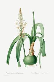 Image result for Albuca setosa