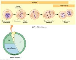 Check spelling or type a new query. Biol2060 Cell Cycle A