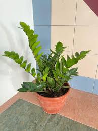 Yes, zz plants can go without water for long periods but grow much better with regular watering, they don't yellow off and keep growing strongly. Zz Plant Oxygen Plant 50 To 60 Cm Tall One Of The Low Maintenance Indoor Plant Can Be In Dark Corner Of Your Bedroom Or Office Table Furniture Home