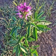 Image result for Cleome rubella