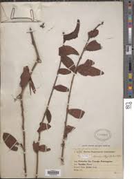 Image result for Agelanthus krausei