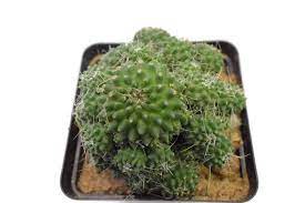 Cactus art nursery cultivation and mail sale of cacti and succulents. Mammillaria Spinosissima Un Pico Cactus Plant At Seedsnpots Com