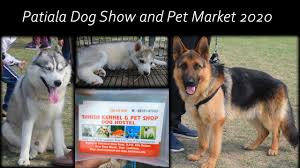 The german shepherd was developed in germany during the 19th century, primarily by one man: Patiala Dog Show And Pet Market 2020 Youtube