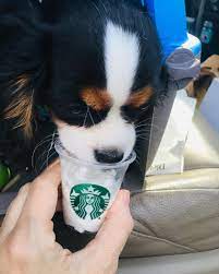 Deby P On Instagram Daphne Enjoying Her 1st Pup Cup From Starbucks Before Another Set Of Puppyshots Daphne Pup Starbucks