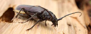 Pest control is the control or management of a insect species defined as a pest, a pest that impacts adversely on human activities your. Wood Beetle Exterminator All Natural Pest Elimination