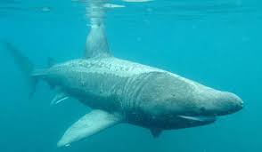 Leo Chan Gaskins He Him On Twitter Its Yeoldeanimals Friday Today S A 1700s Basking Shark Cetorhinus Maximus Body Shape Fins Location In Cold Climate All Very Accurate Also Nice Claspers Not Sure Search, discover and share your favorite basking shark gifs. twitter