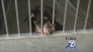 Your new best friend is waiting. Grand Jury Report Orange County Animal Shelter Plagued By Deplorable Conditions Disease Abc7 Los Angeles