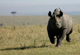 25 Things You Might Not Know About Rhinos | International Rhino Foundation