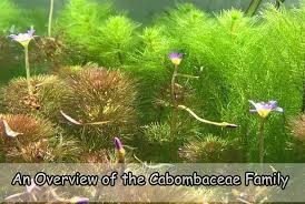 Image result for Cabombaceae
