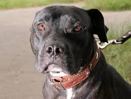 A normally energetic dog may begin fatiguing after walking or playing. Bone Cancer In Dogs Introduction Petfinder