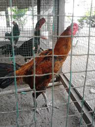 Ukurannya lebih kecil dari kandang umbaran, yakni panjang 1 meter, lebar 0,8 meter, dan tinggi 1 meter. Kandang Umbaran Ayam Bangkok Aduan Terbaik Tilunk Com