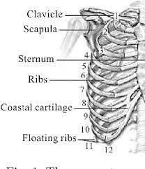 The thoracic cage consists of the 12 thoracic vertebrae, the associated intervertebral discs, 12. The Finite Element Model Of The Human Rib Cage Semantic Scholar