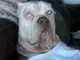 Directions on how to get rid of cherry eye in a bulldog. American Bulldog Missing You Newman Loving You Always Youtube