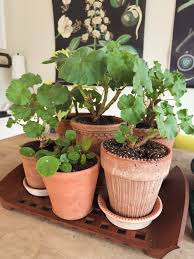 Image result for Pelargonium apetalum