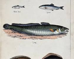 Image result for sprat