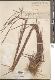 Image result for Anadelphia