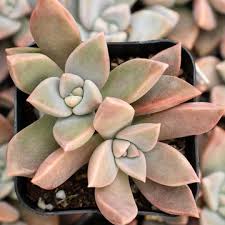 Image result for Streptopetalum