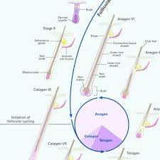 The growth of facial, body, axillary, and pubic hair depends on androgens. Pdf The Biology Of Hair Follicles