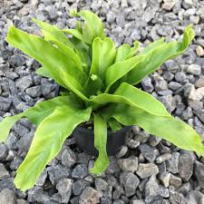 Image result for Asplenium christii
