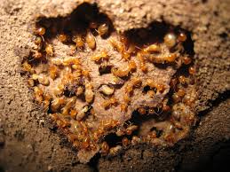 Subterranean termite swarmers are looking for moist soil in how can i protect my house? Termite Colonies How Are They Formed Terminix