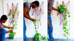 When put in containers hanging from the ceiling, the sunlight filtering through their leaves soothes and calms your senses. Money Plant Living Wall Money Plant Wall Decoration Indoor Pothos Climbing Plants Green Plants Youtube