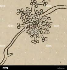 Image result for Isaria sp.