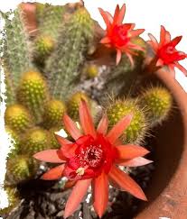 Image result for Pterodiscus aurantiacus