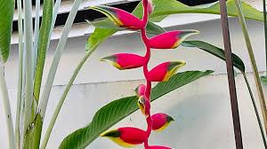 Image result for Raphia rostrata