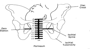 What The Numbers Mean When You Get A Cervical Check Baby Chick