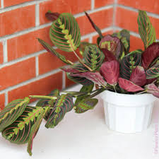 Image result for maranta