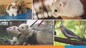 They're fun for children and they liven up a home but they're also a responsibility. 10 Small Animals That Can Make Great Pets