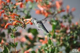 Image result for Parquetina calophylla
