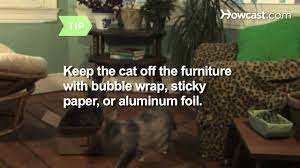 How To Train Your Cat To Behave How To Train Your Cats Siberian Cats For Sale